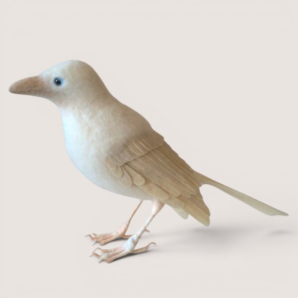 Ready to Ship 12 Needle-felted white raven bird sculpture by Grey Wren Studio, side profile